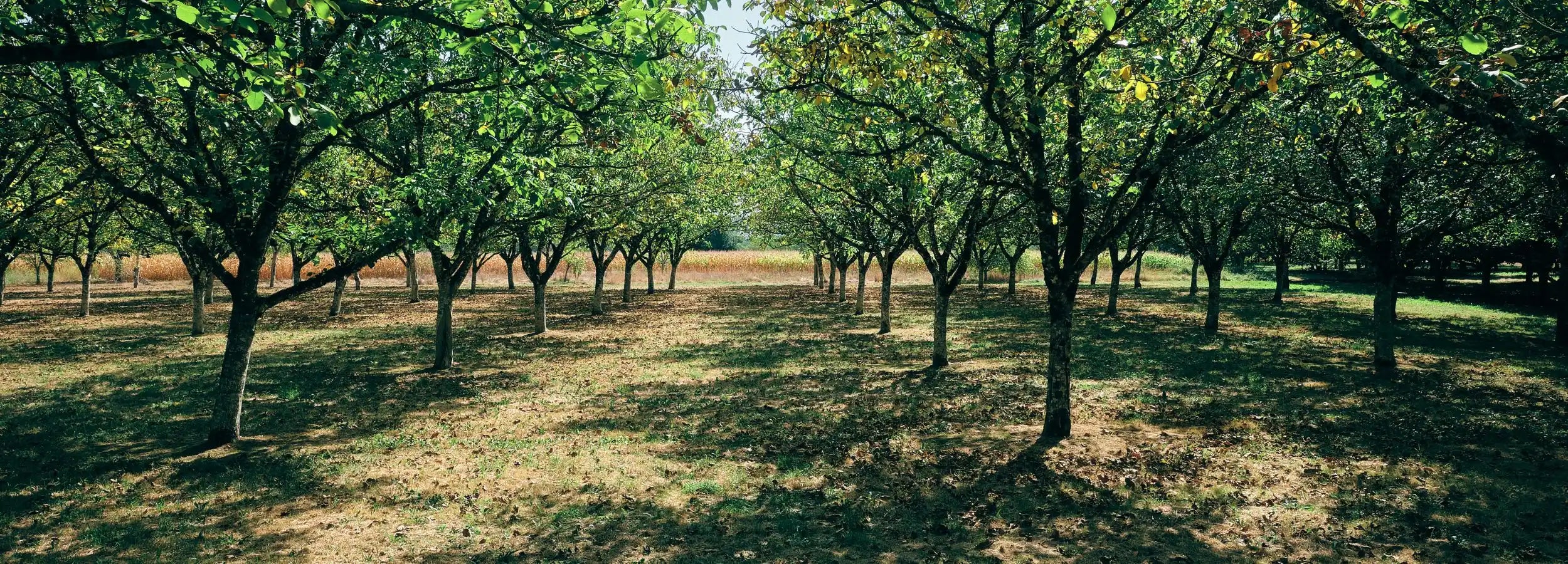 over 300 trees planted by ecoReluxe as part of the sustainability focus